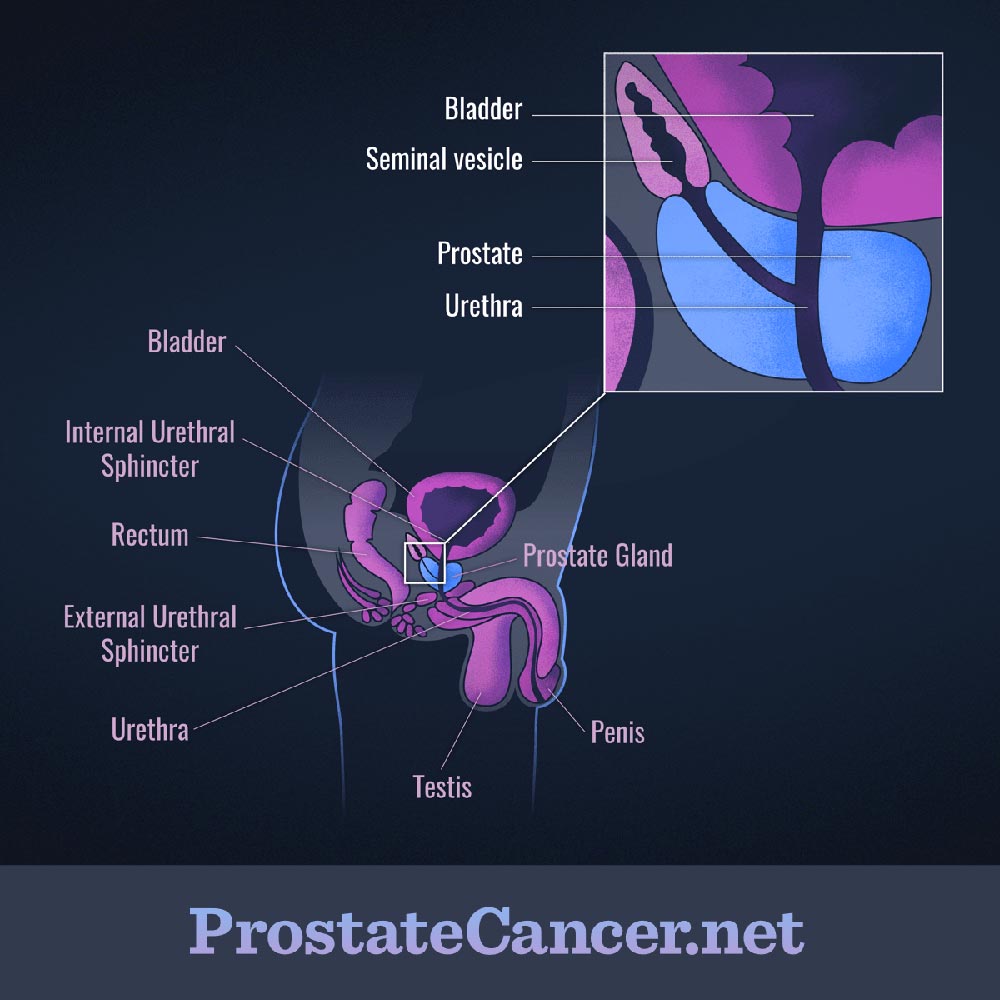 A slice view of male organs including prostate, seminal vesicle, bladder, and urethra
